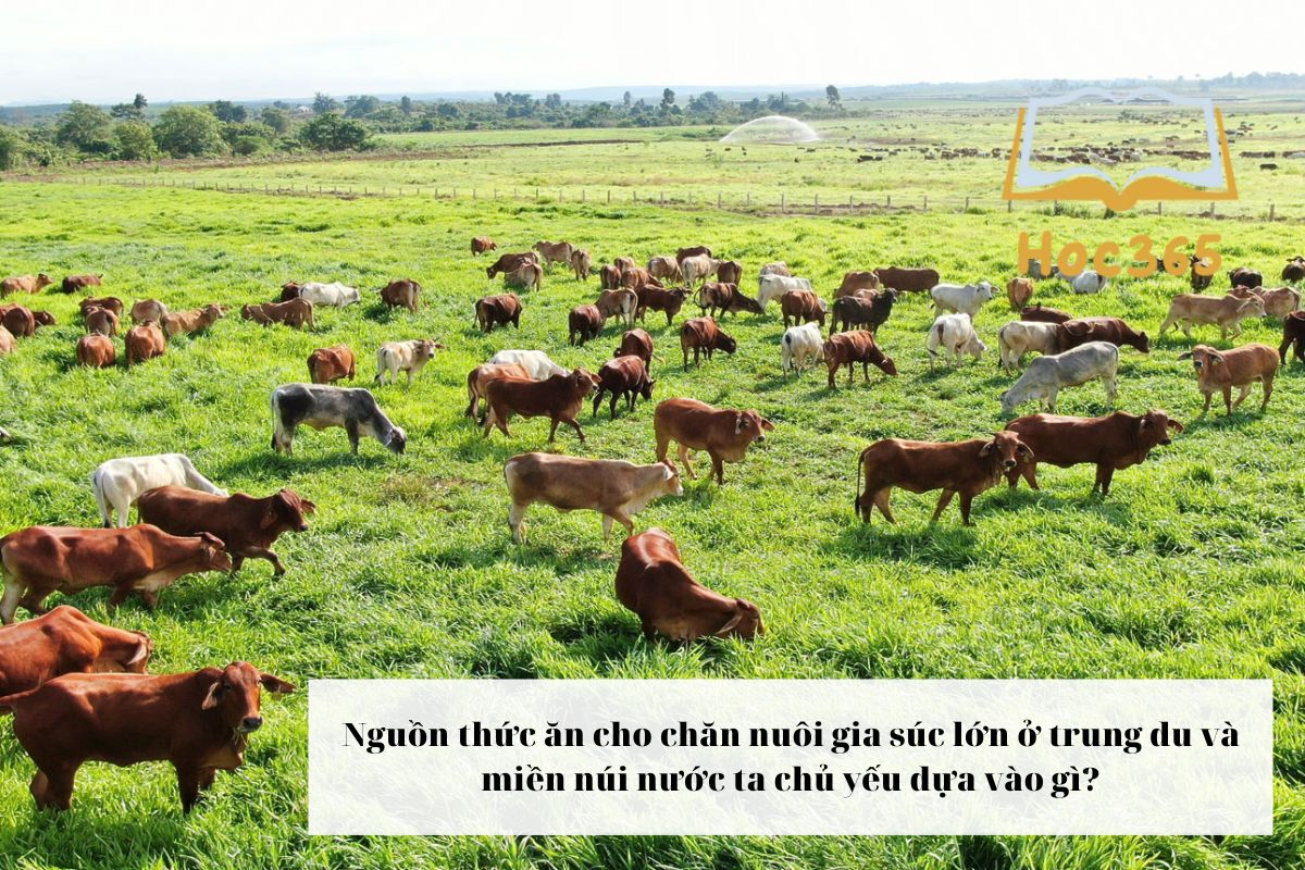 Nguồn thực phẩm mang lại chăn nuôi gia súc rộng lớn ở Trung du và miền núi VN đa số dựa vào