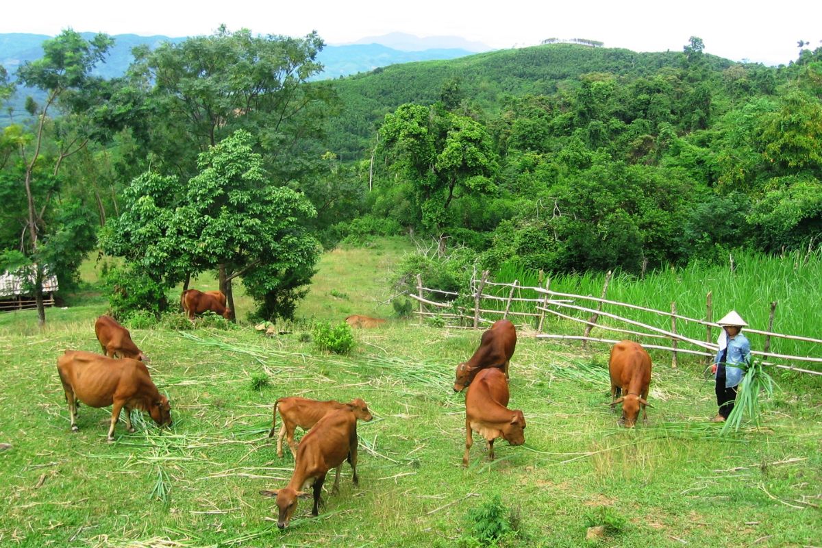 Nguồn thực phẩm mang lại chăn nuôi gia súc rộng lớn ở Trung du và miền núi việt nam đa phần nhờ vào gì