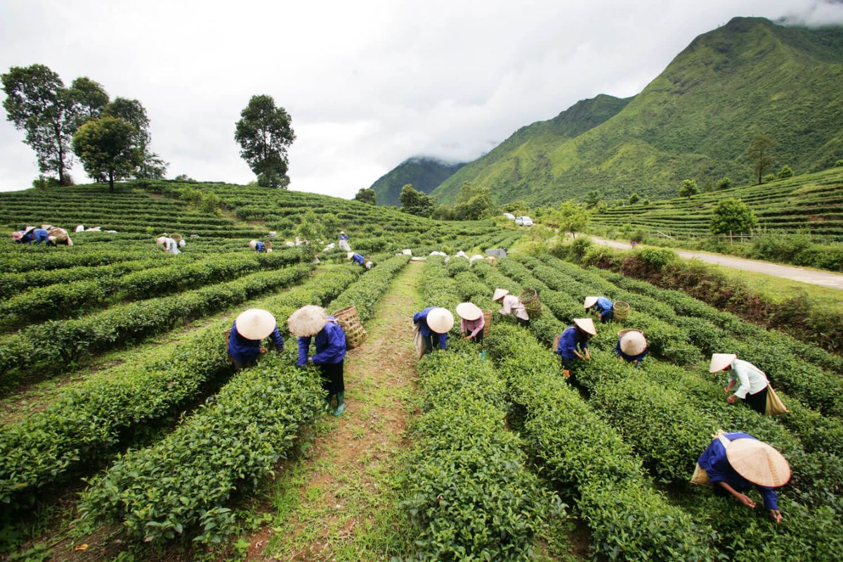 Tình hình phát triển trà ở tỉnh Lâm Đồng