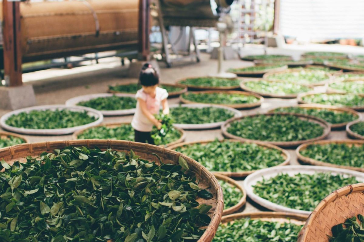 Tình hình phát triển trà ở tỉnh Lâm Đồng