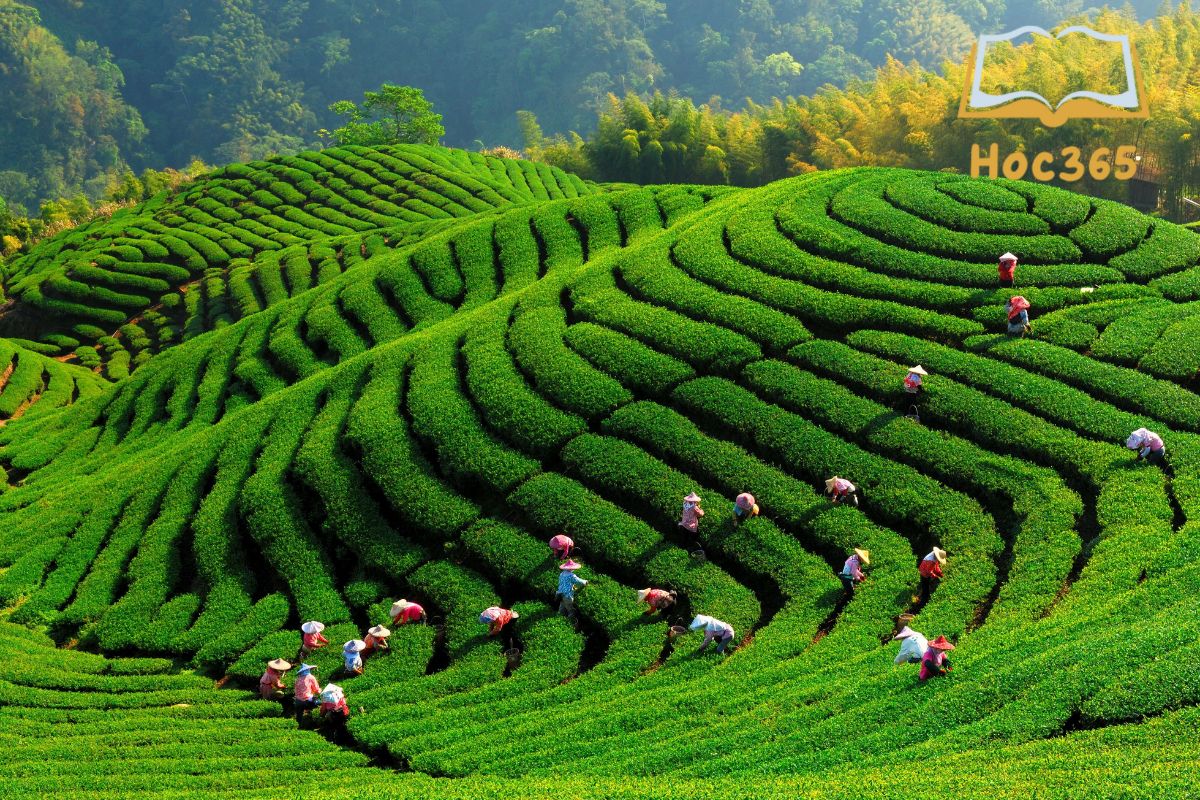 Phần rộng lớn diện tích S trồng trà ở Tây Nguyên triệu tập bên trên tỉnh?