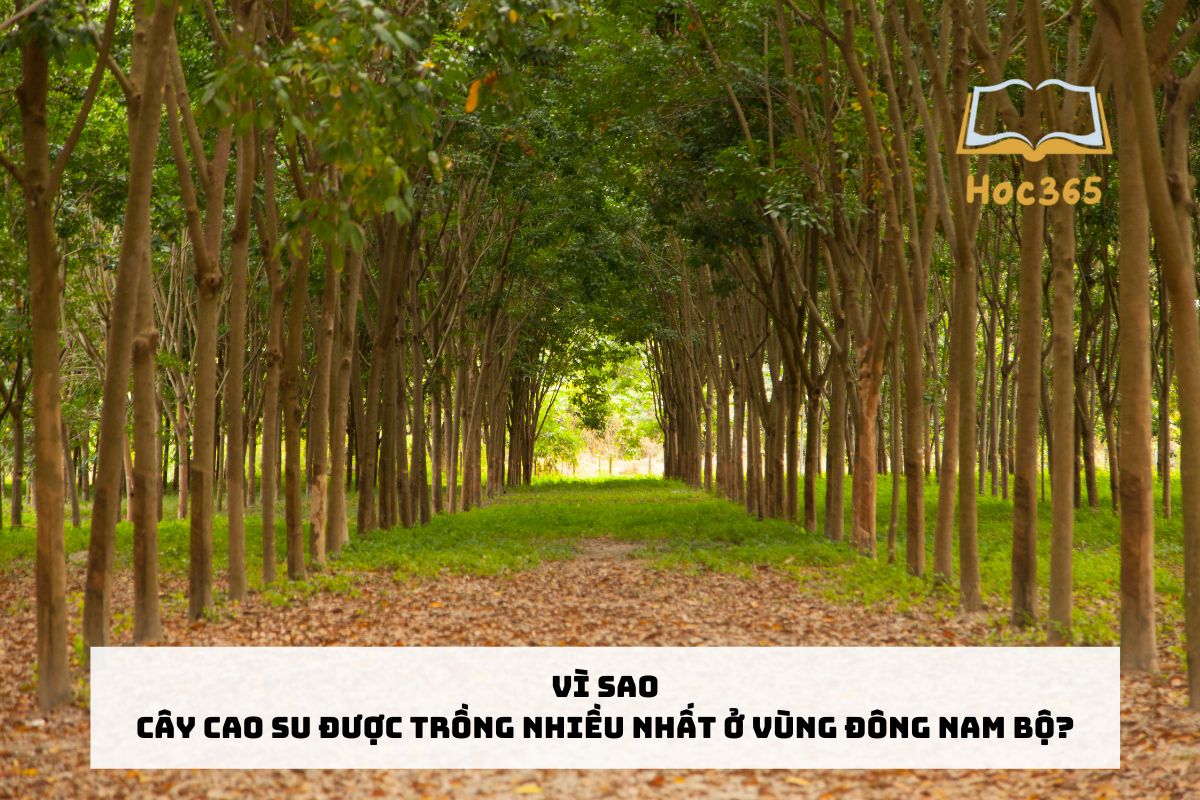 Vì sao cây cao su được trồng nhiều nhất ở vùng Đông Nam Bộ?