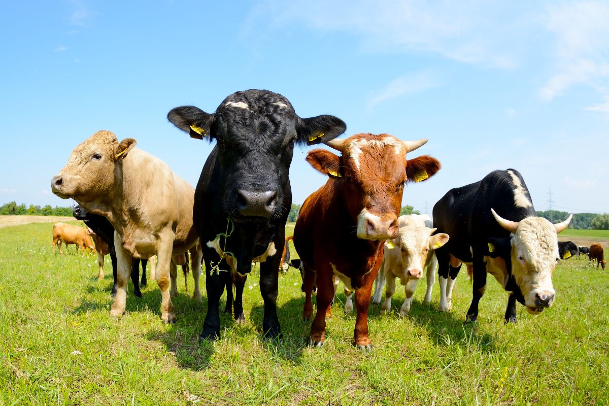 Tình hình chăn nuôi gia súc ăn cỏ nước ta