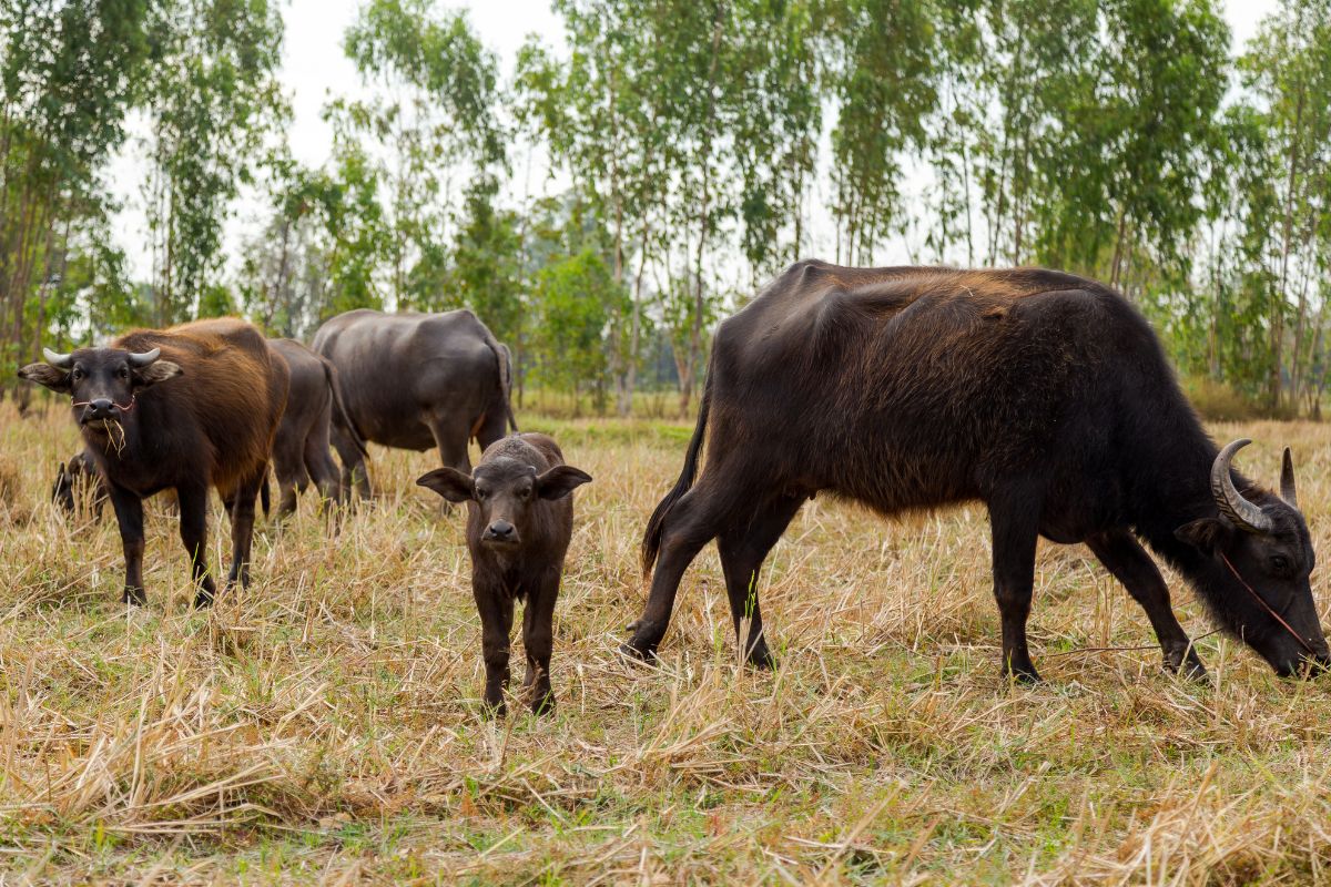 Giải đáp chi tiết: Chăn nuôi gia súc ăn cỏ ở việt nam hiện tại nay?