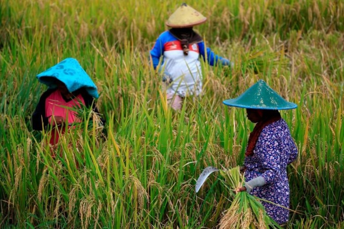 Tìm hiểu: Đặc điểm dân sinh sống - xã hội Đông Nam Á