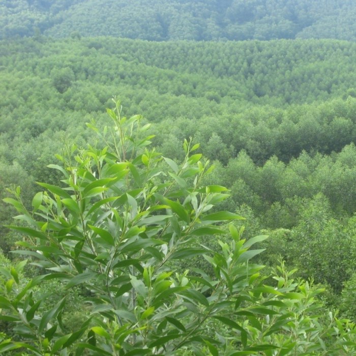 Biện pháp đa phần nhằm tăng diện tích S rừng chống hộ ở Tây Nguyên là