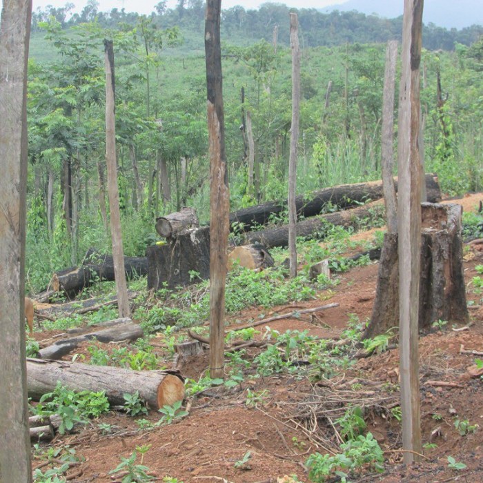 Giải mến cụ thể phương án tăng diện tích S rừng chống hộ ở Tây Nguyên